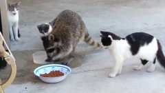 Raccoon Steals Cat Food