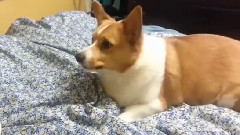 Funny Corgi Begging For Scraps