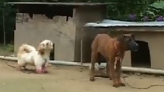 爱犬日记之狗狗游泳