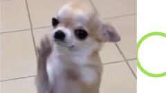 Chihuahua Dances On Hind Legs