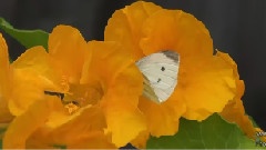 Butterflies In My Garden