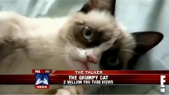 Tardar Sauce the Grumpy Cat