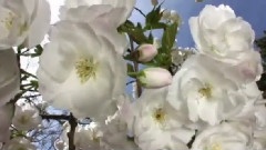 Secret Garden - Serenade To Spring