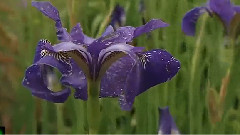 Bandari,音乐短片,轻音乐,风景 - The purple butterfly 紫蝴蝶