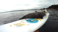 Seal Pup Slip n' Slide