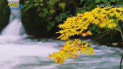 Mountain Stream In Autumn