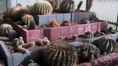 I Cactus di Carmelo!