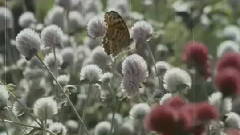 金盏花儿开了