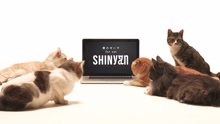 SHINee - 君のせいで for cat