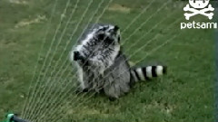 Raccoon Plays Sprinkler Harp