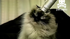 Cat Loves Having His Head Vacuumed