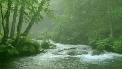 The Forest In Japan