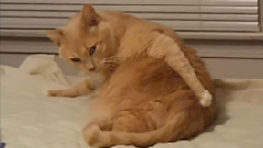 Fat Cat Scratches Butt