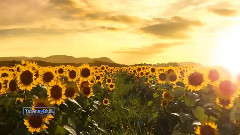 Fields Of Gold