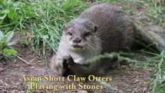 Cute Otters Playing With Stones And Squeaking