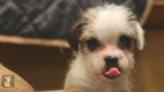 3 Puppies In A Tiny Box,Only 2 Escape