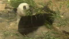 感動!レジェンド動物園 中岛健人 Cut