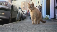 The BBC Cat Together To See The Cat Pills
