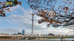 東京の紅葉