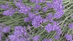 Joshua Bell - Ladies In Lavender