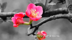 一剪梅 A Spray of Plum Blossoms