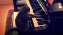 猫咪弹钢琴短片合集,喵星人真厉害!