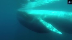 Blue Whale (Chillout Mix)