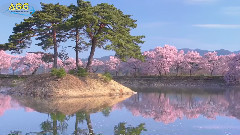 Cherry Blossoms at Rokudo Bank