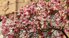 University Of Washington Cherry Blossom