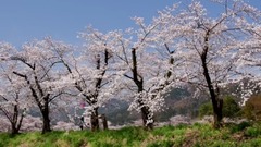 日本冶田公园吉野樱花