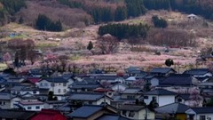 日本千曲市杏花