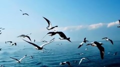 Omar Akram - Free as a Bird