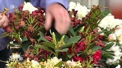 Flieder Und Rhododendron Im Heimischen Garten