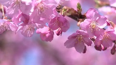 Cherry Blossoms In Japan