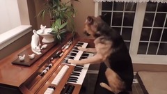 狗狗弹钢琴