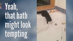 超搞笑!猫和水的故事