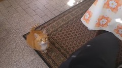 When Cat Wants To Be With Owner