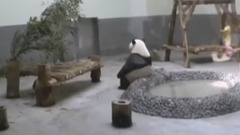 日本网友都看乐了,熊猫被热到怀疑人生!