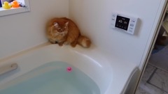 被玩具鸭子吸引的猫咪 结果一不小心就掉进水里去了