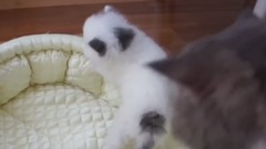 Cute Little Kitten Sneezes
