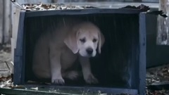 Budweiser Lost Dog Superbowl 2015 Commercial THE FEELS