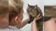 Cats Saying No To Bath