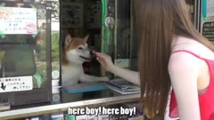 Japanese dog runs this cigarette store - 鈴木タバコ店の看板犬