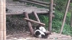 蠢萌的熊猫宝宝 跟头摔不停!