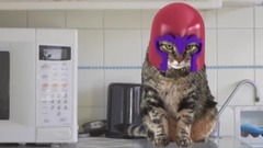万磁王猫Magneto Cat