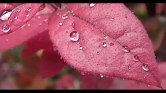 晶莹的雨珠