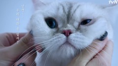 景丽<需要对话的狗猫>综艺宣传片 猫版