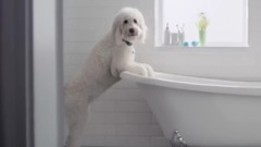 Flash Ah-ah Dog #FlashDog 2016 Advert _ P&G UK and Ireland