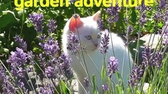 Kitten Odin And Oscar Funny Garden Adventure