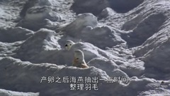 地球脉动-Planet Earth (2006) 6、冰雪世界